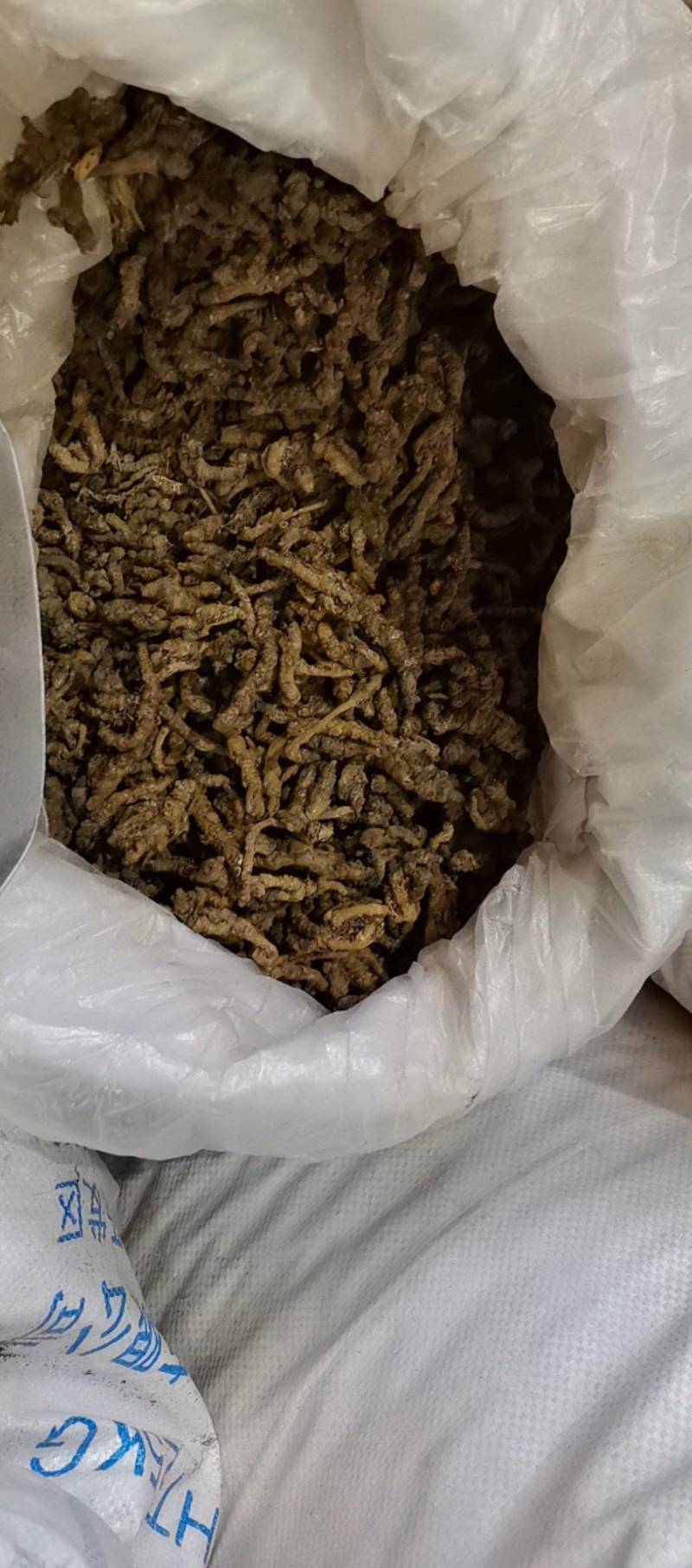 山东菏泽一手货源黄连品质好价格优对接全国市场欢迎采购