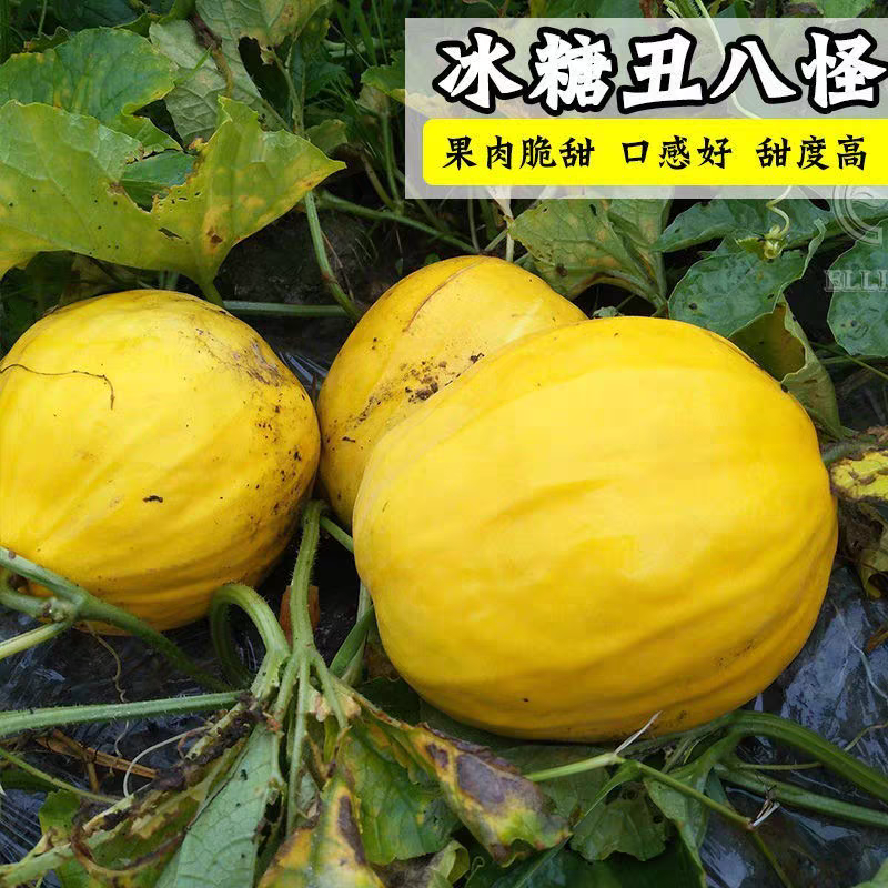 丑八怪香瓜，香甜可口，大量供应，保质保量