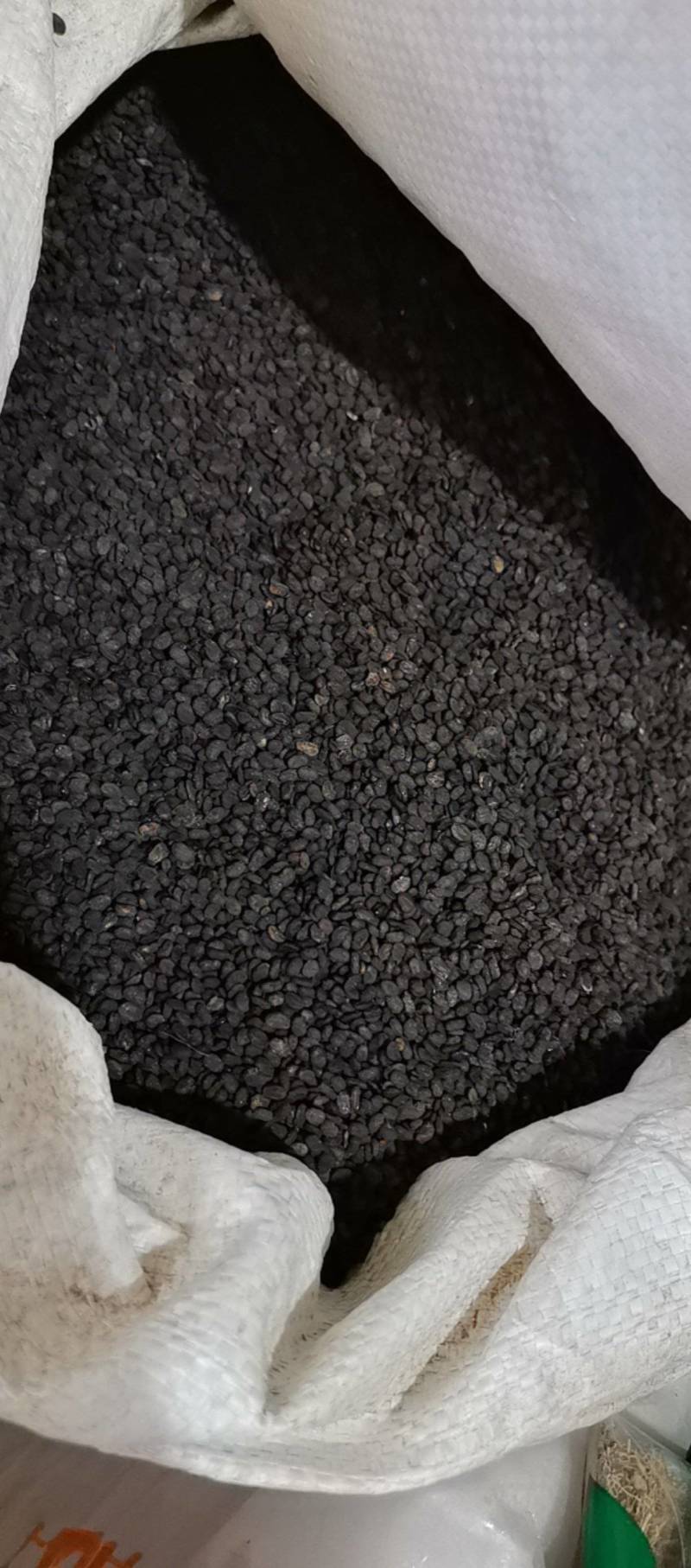 山东菏泽一手货源补骨脂品质好价格优对接全国市场欢迎采购