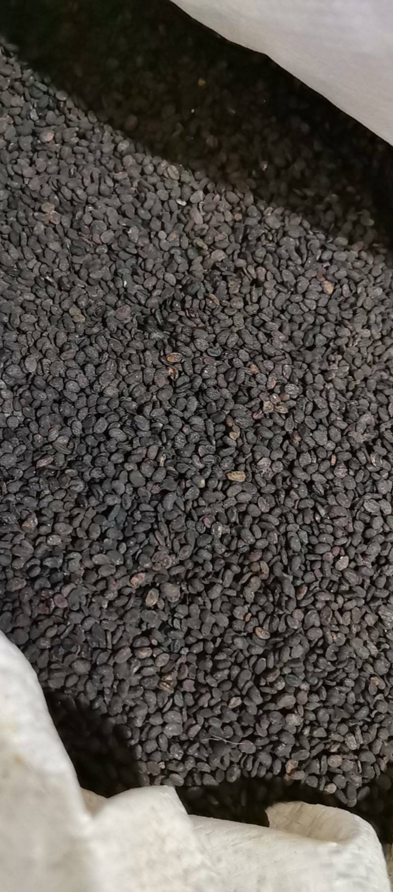 山东菏泽一手货源补骨脂品质好价格优对接全国市场欢迎采购