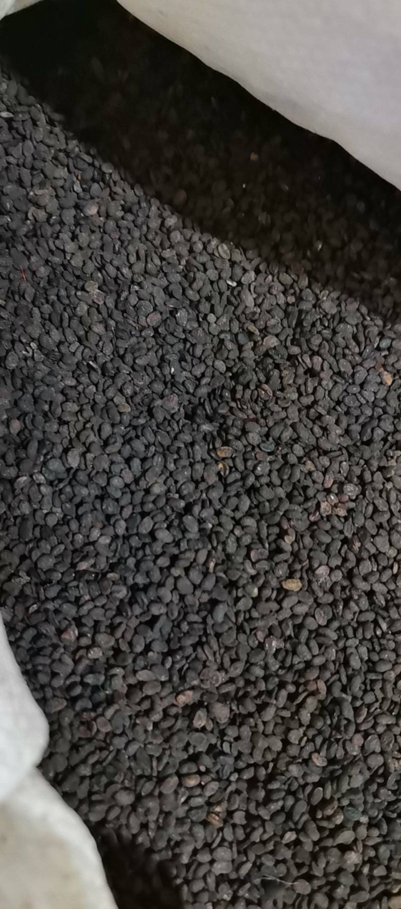 山东菏泽一手货源补骨脂品质好价格优对接全国市场欢迎采购