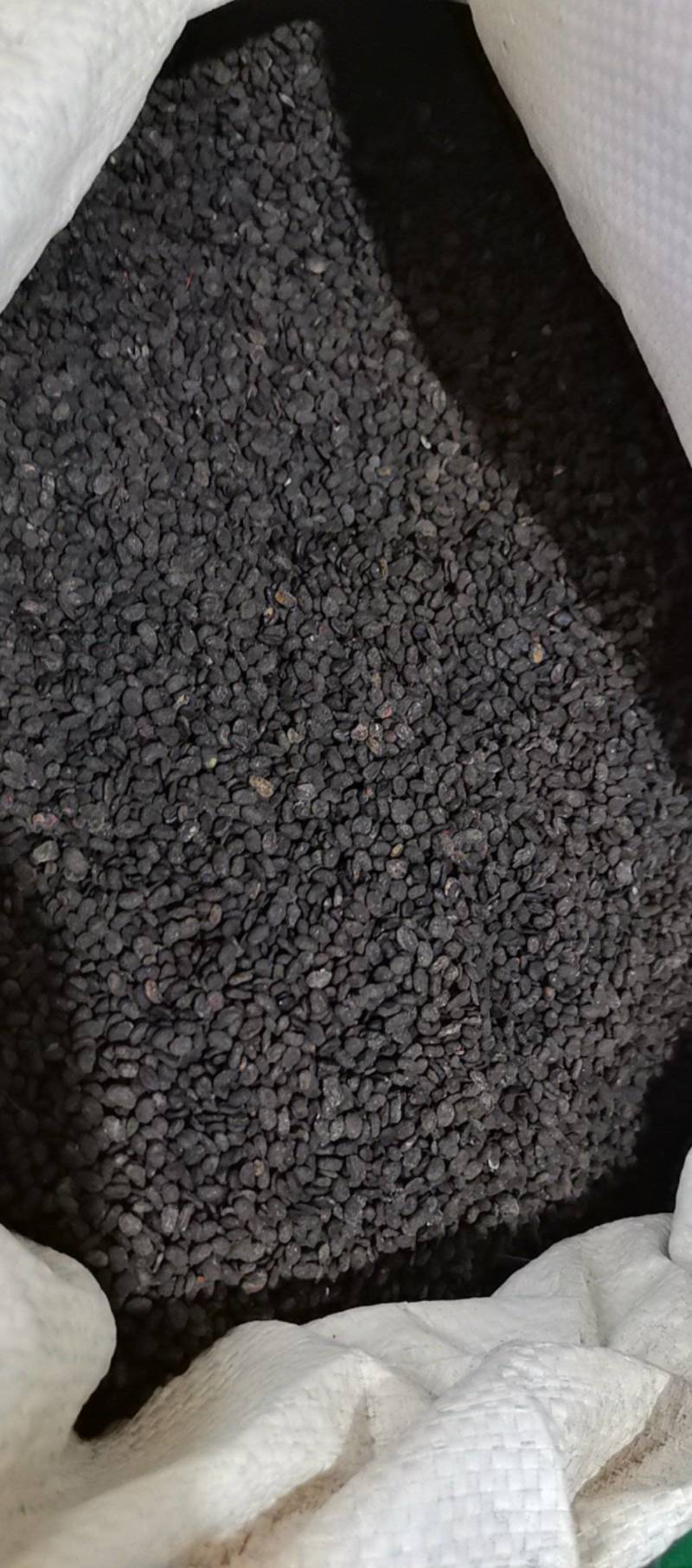 山东菏泽一手货源补骨脂品质好价格优对接全国市场欢迎采购