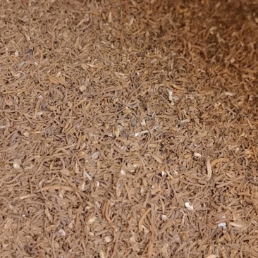 山东菏泽一手货源当归颗粒品质好价格优对接全国市场欢迎采购