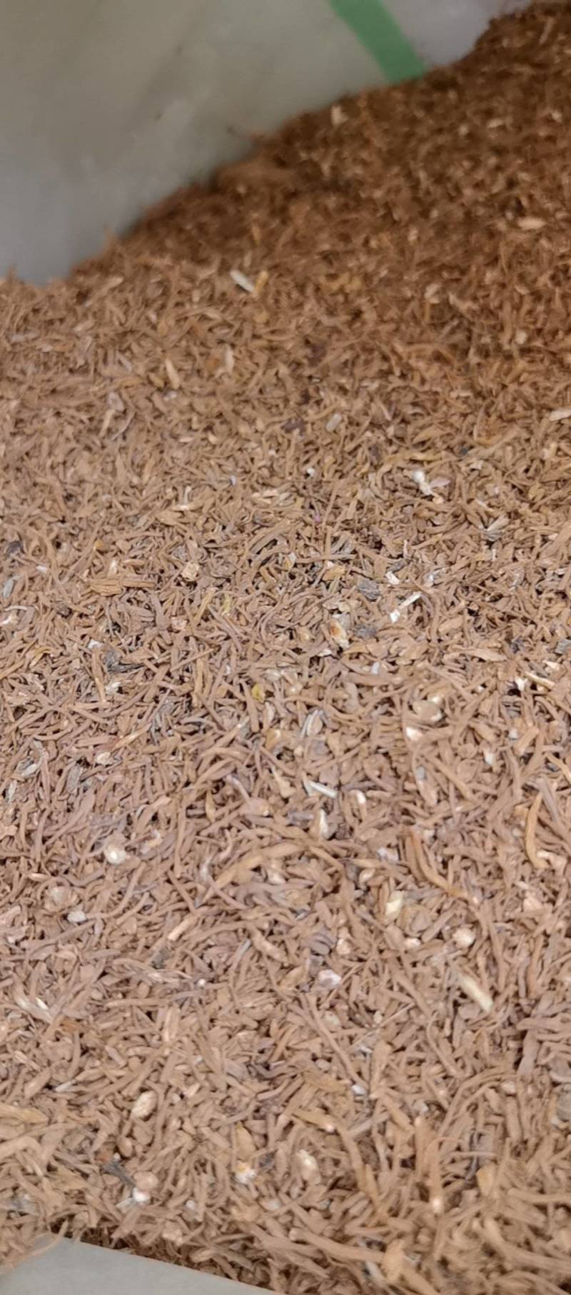 山东菏泽一手货源当归颗粒品质好价格优对接全国市场欢迎采购