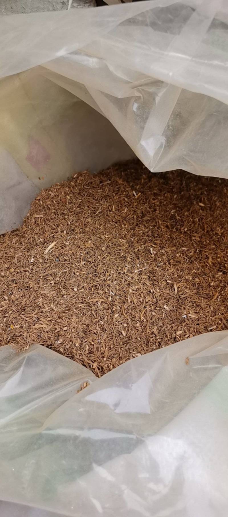 山东菏泽一手货源当归颗粒品质好价格优对接全国市场欢迎采购
