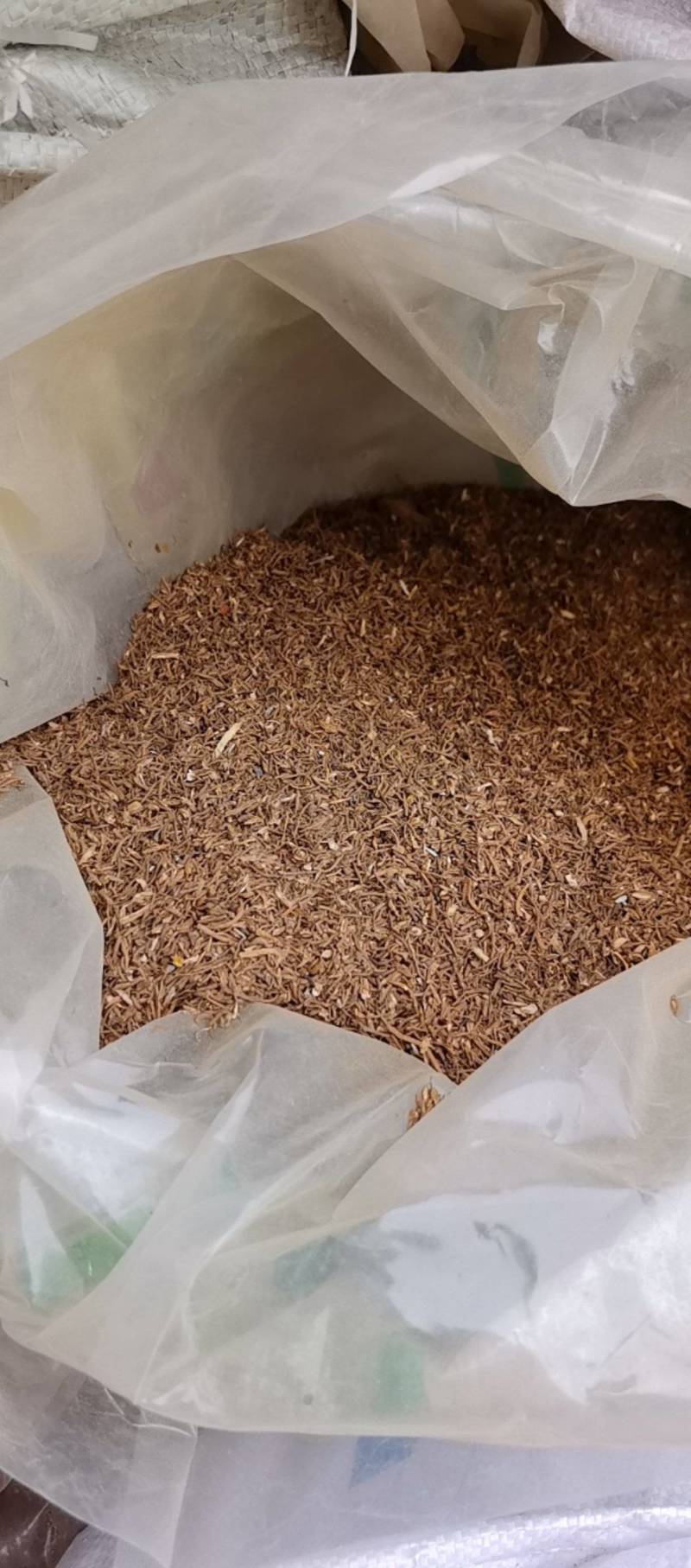 山东菏泽一手货源当归颗粒品质好价格优对接全国市场欢迎采购