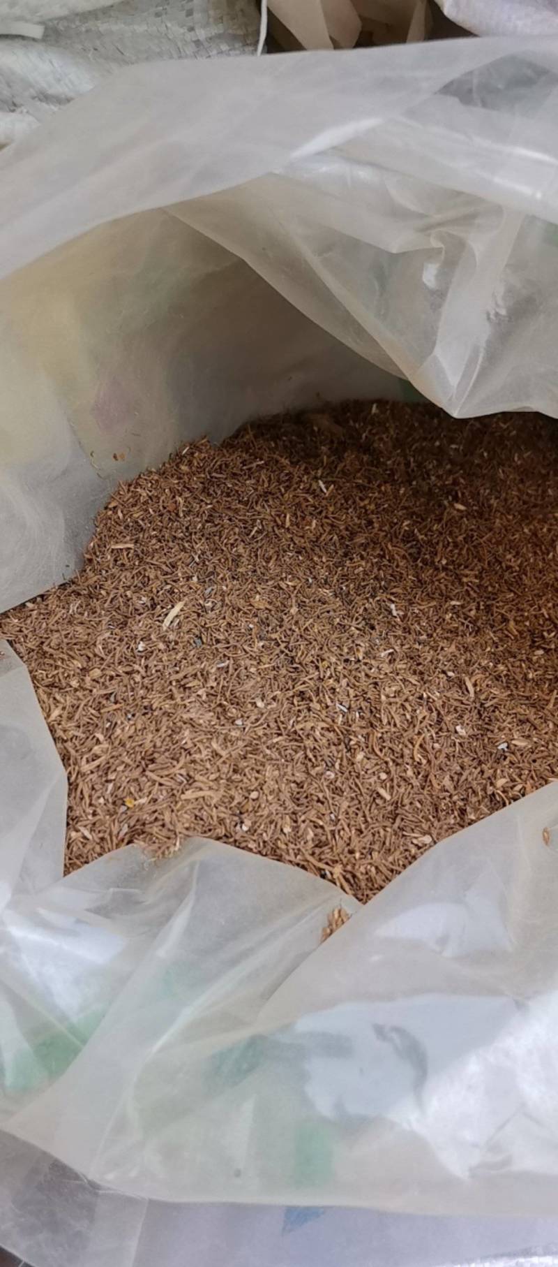 山东菏泽一手货源当归颗粒品质好价格优对接全国市场欢迎采购