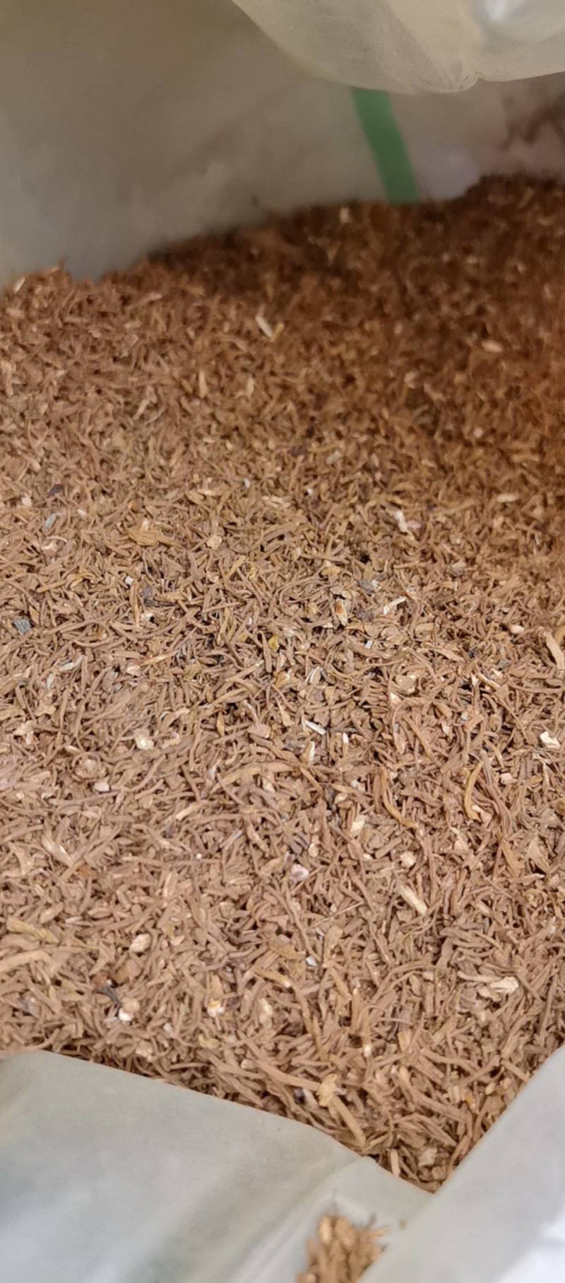 山东菏泽一手货源当归颗粒品质好价格优对接全国市场欢迎采购