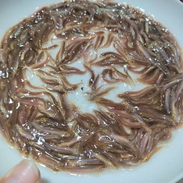 泥鳅苗/台湾泥鳅苗/杂交泥鳅苗/回收/包技术/苗场供货