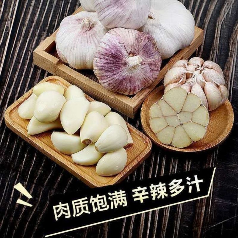 山东大蒜，产地直发全国，接【电商、出口、市场】货源充足