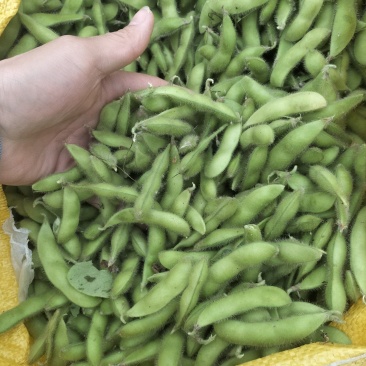 毛豆翠绿宝需要货的客户联系价格随行就市
