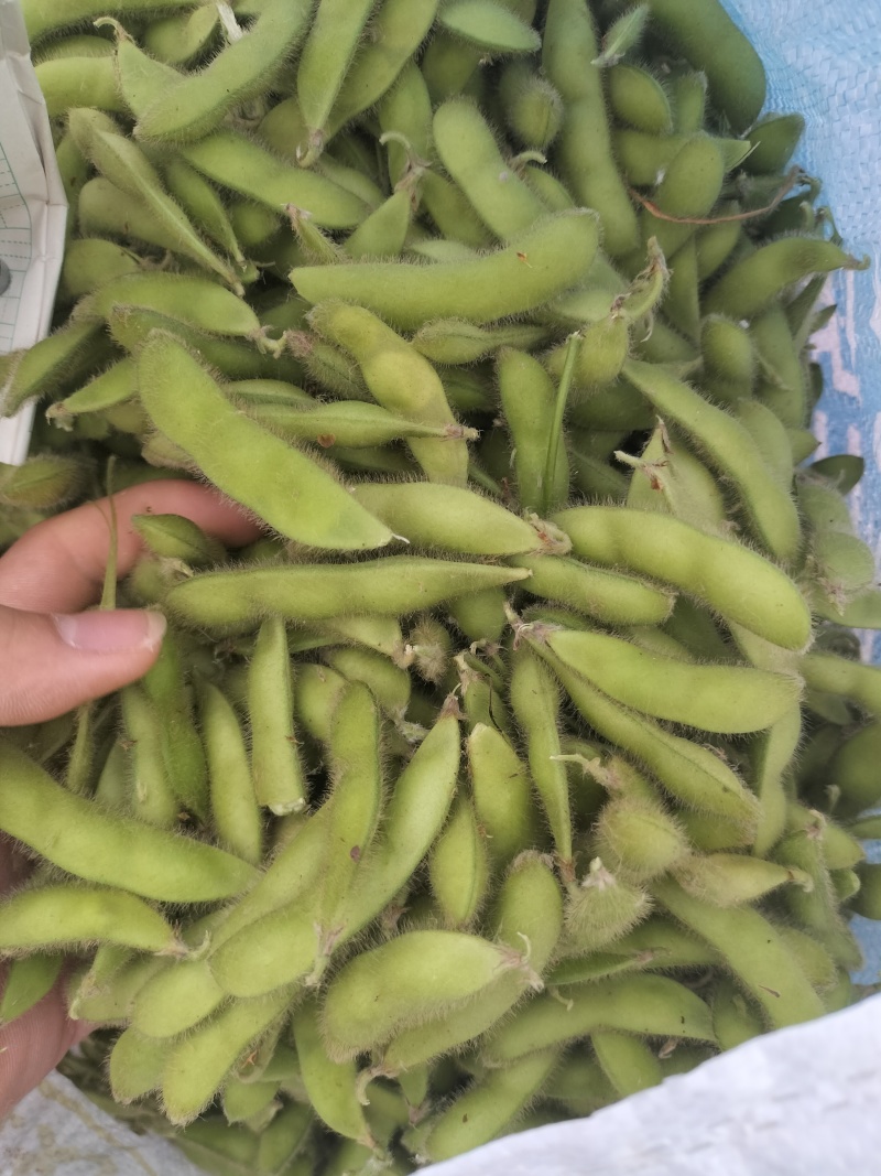 毛豆翠绿宝需要货的客户联系价格随行就市