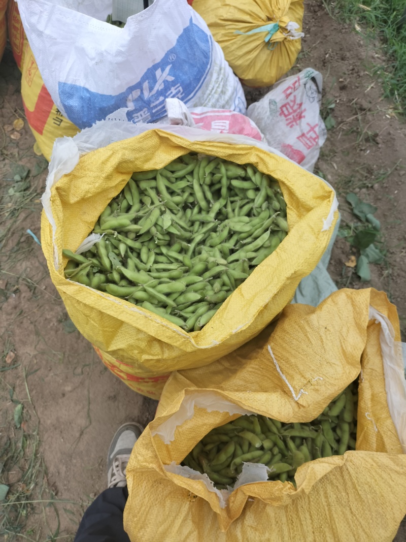 毛豆翠绿宝需要货的客户联系价格随行就市
