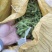 毛豆翠绿宝需要货的客户联系价格随行就市