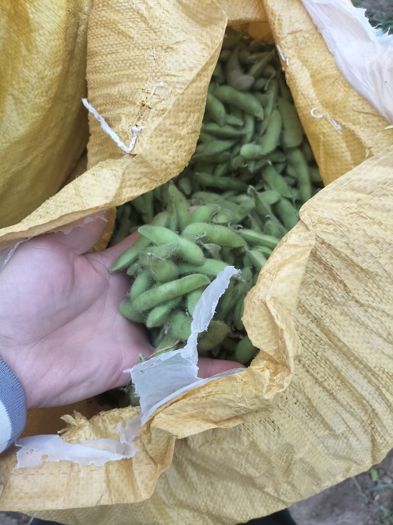 毛豆翠绿宝需要货的客户联系价格随行就市
