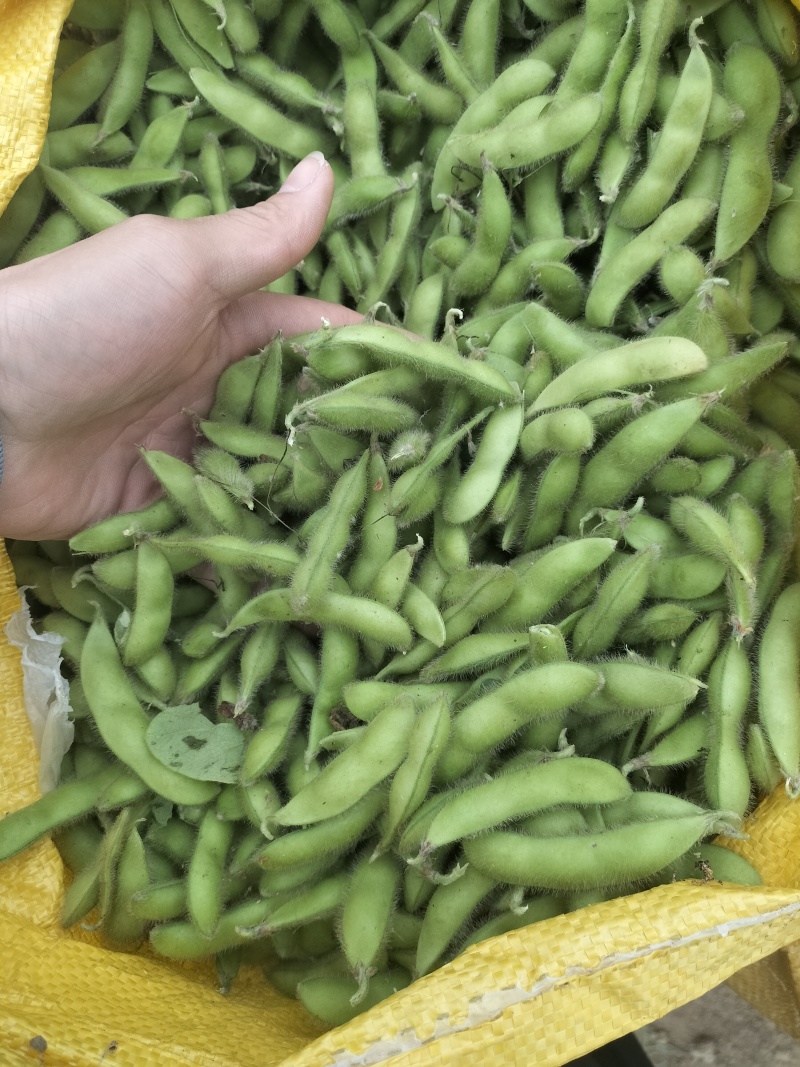 毛豆翠绿宝需要货的客户联系价格随行就市