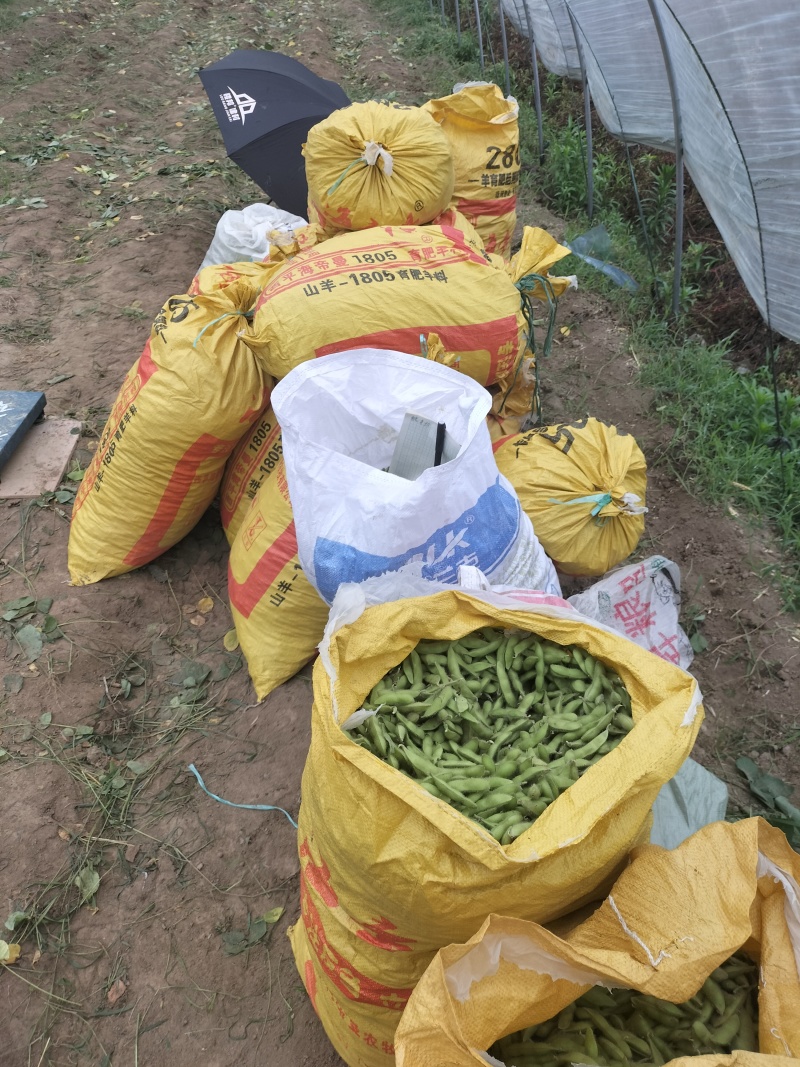 毛豆翠绿宝需要货的客户联系价格随行就市