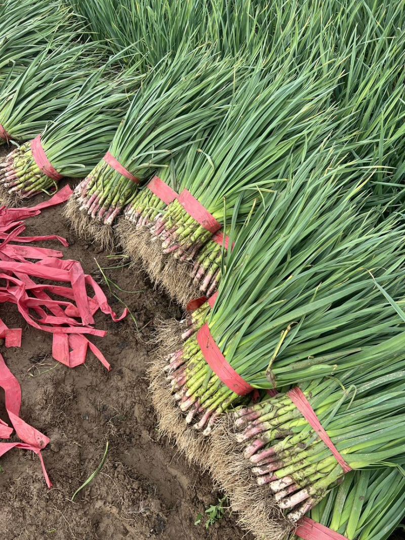 好货推荐一点红蒜苗基地直发对接电商市场商超