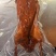 精品烤鸭去头带脖子加热即食一手货源量大从优欢迎联系