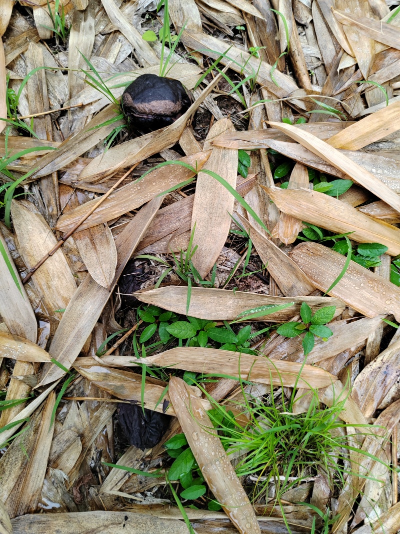 野生马勃菌