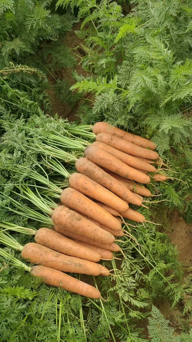 全苗胡萝卜，商超质量，条形好，靓货难求，欲购从速