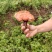 野生灵芝