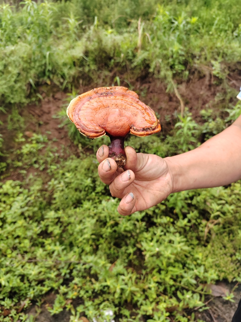 野生灵芝