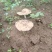 野生伞把菇
