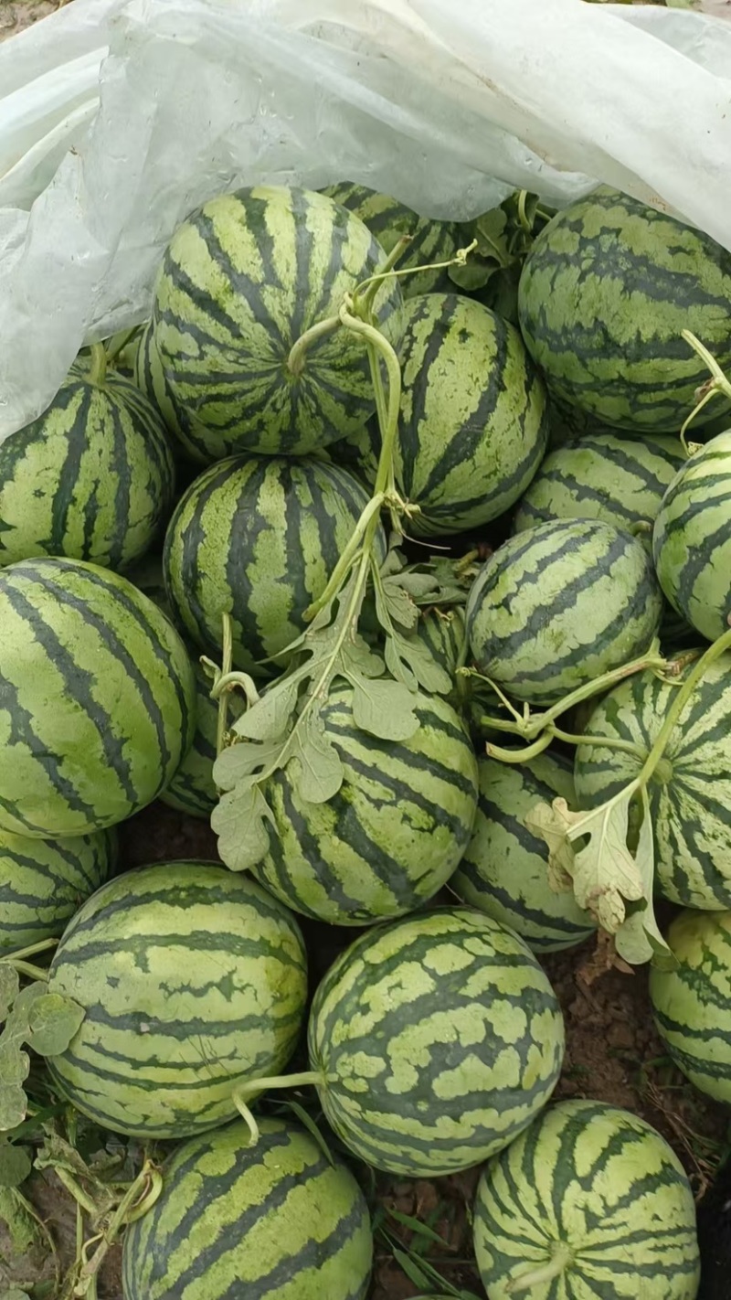 麒麟美都原棚头茬瓜