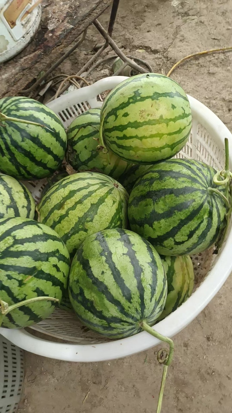 麒麟美都原棚头茬瓜