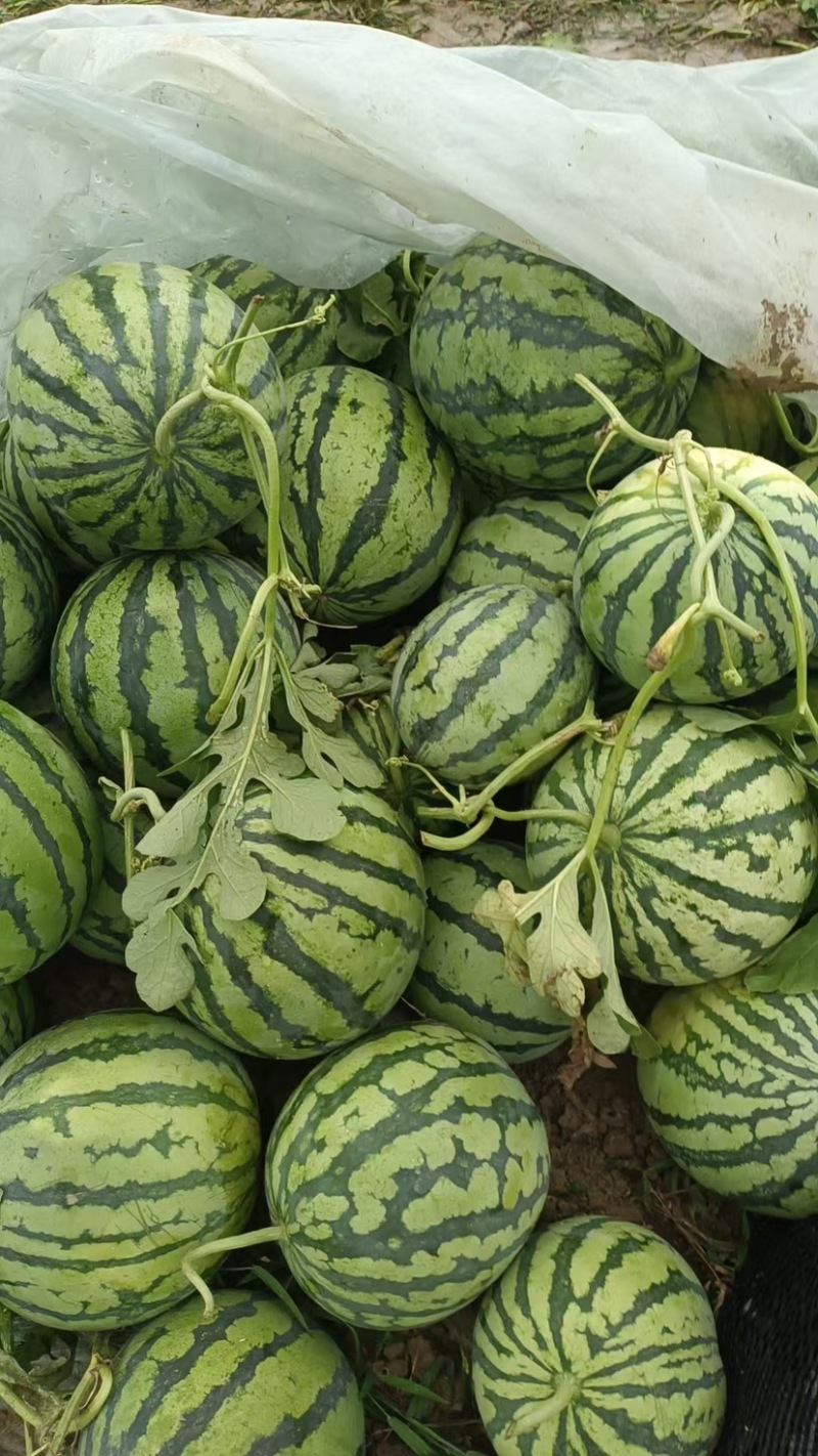 麒麟美都原棚头茬瓜
