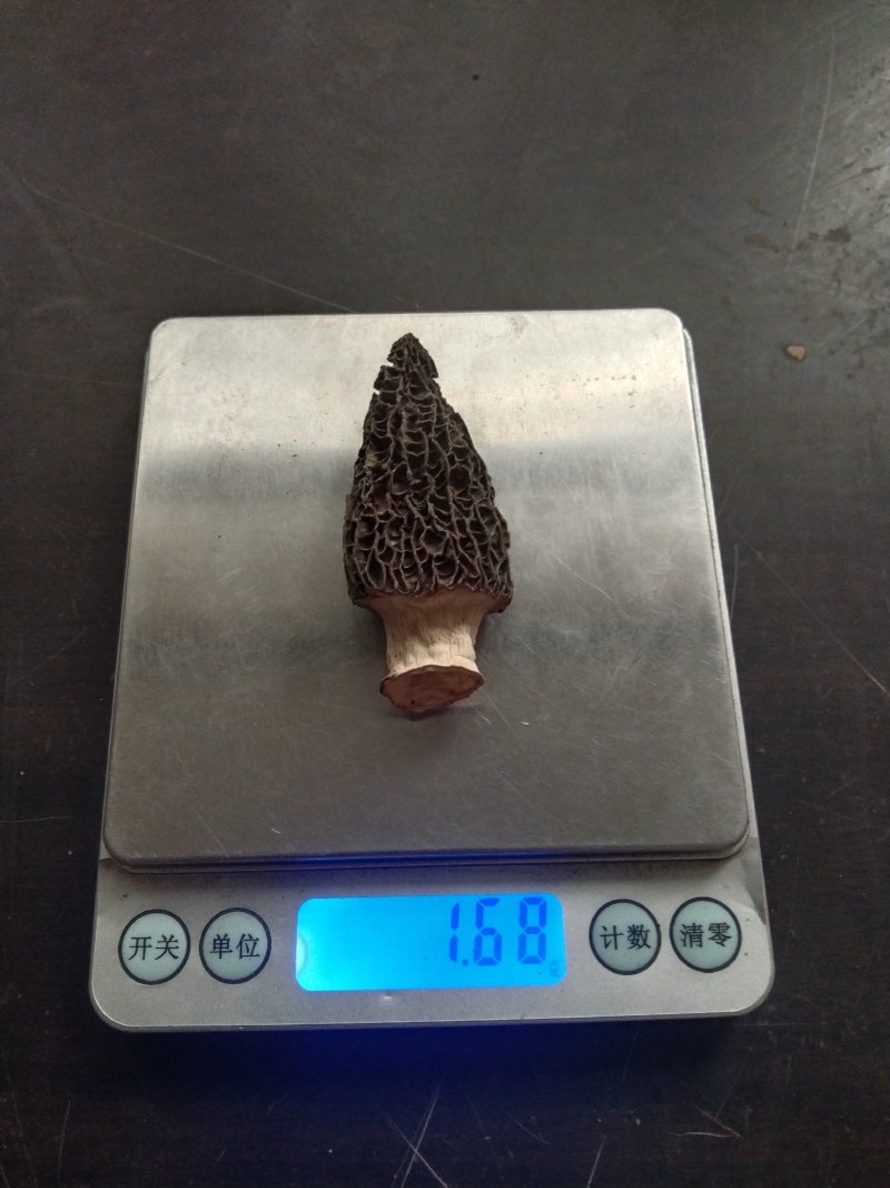 一件代发【严选品质】新鲜羊肚菌/羊肚菌干货原产地直供