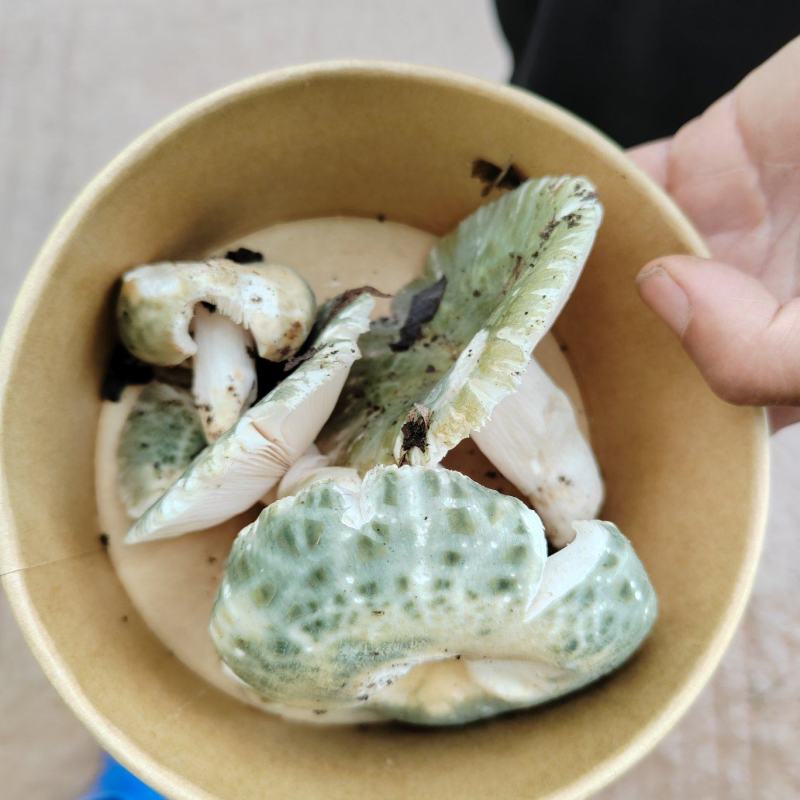 野生菌