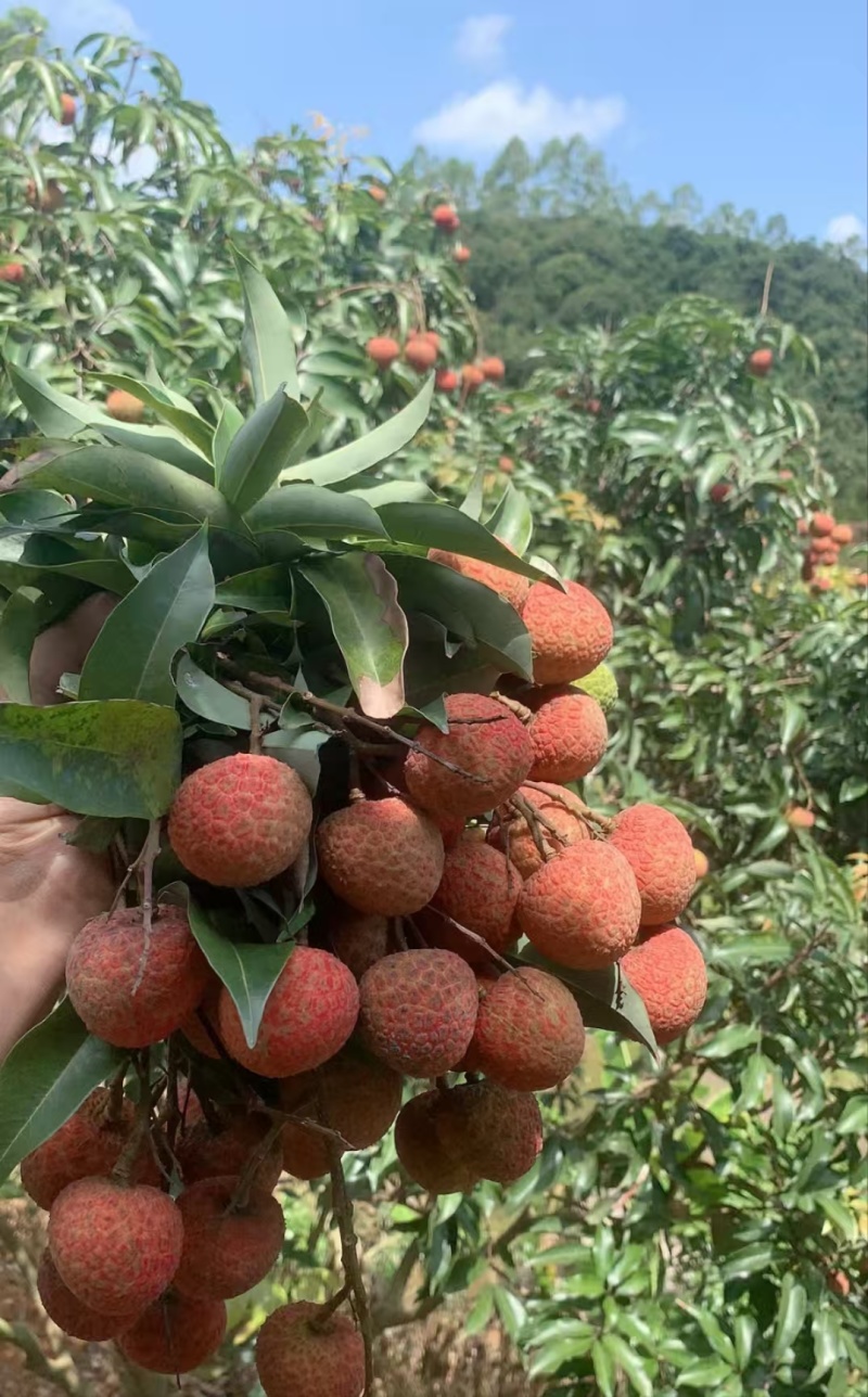 广东精品白糖罂荔枝大量上市品质保证量大从优