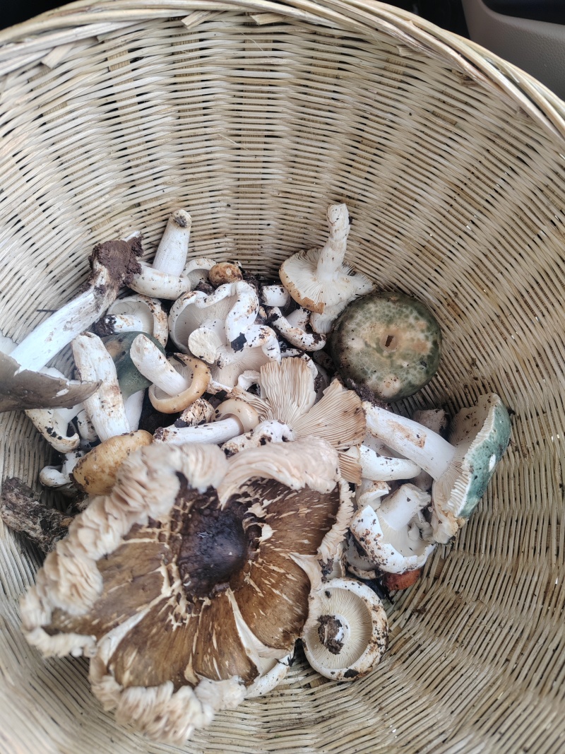 野生菌