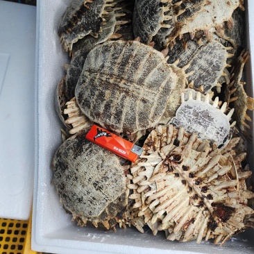 外塘甲鱼壳
