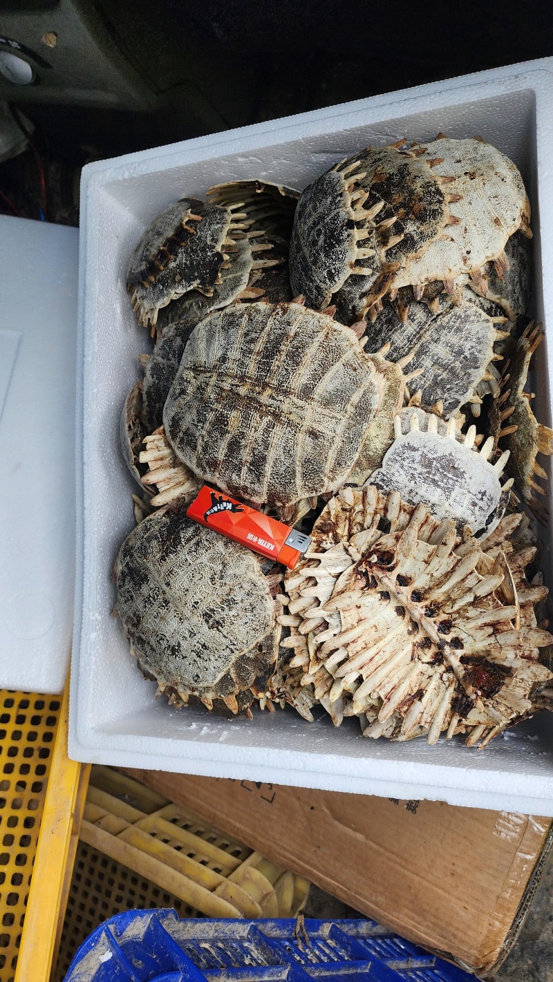 外塘甲鱼壳