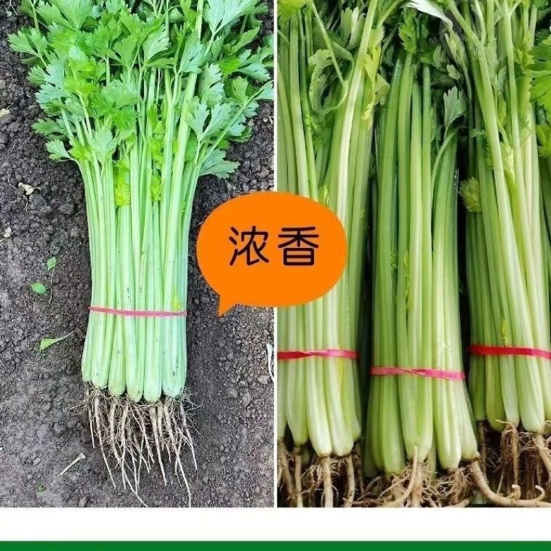 优质皇后大西芹苗批发专业育苗基地直发