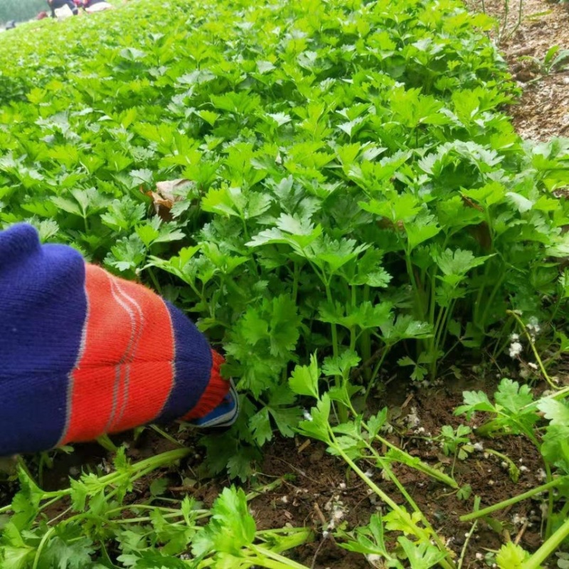 优质皇后大西芹苗批发专业育苗基地直发