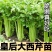 优质皇后大西芹苗批发专业育苗基地直发