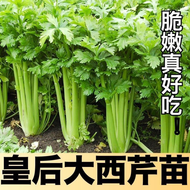 优质皇后大西芹苗批发专业育苗基地直发