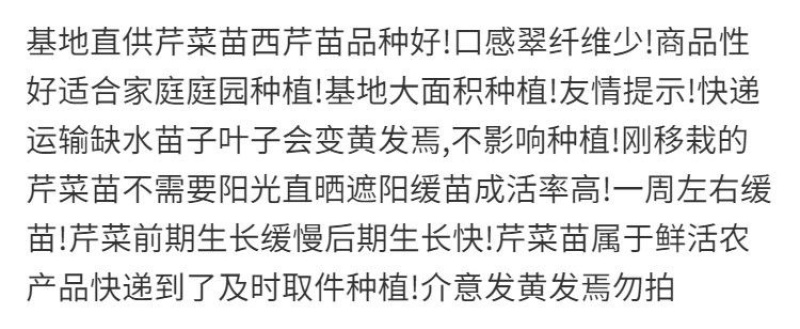 优质皇后大西芹苗批发专业育苗基地直发