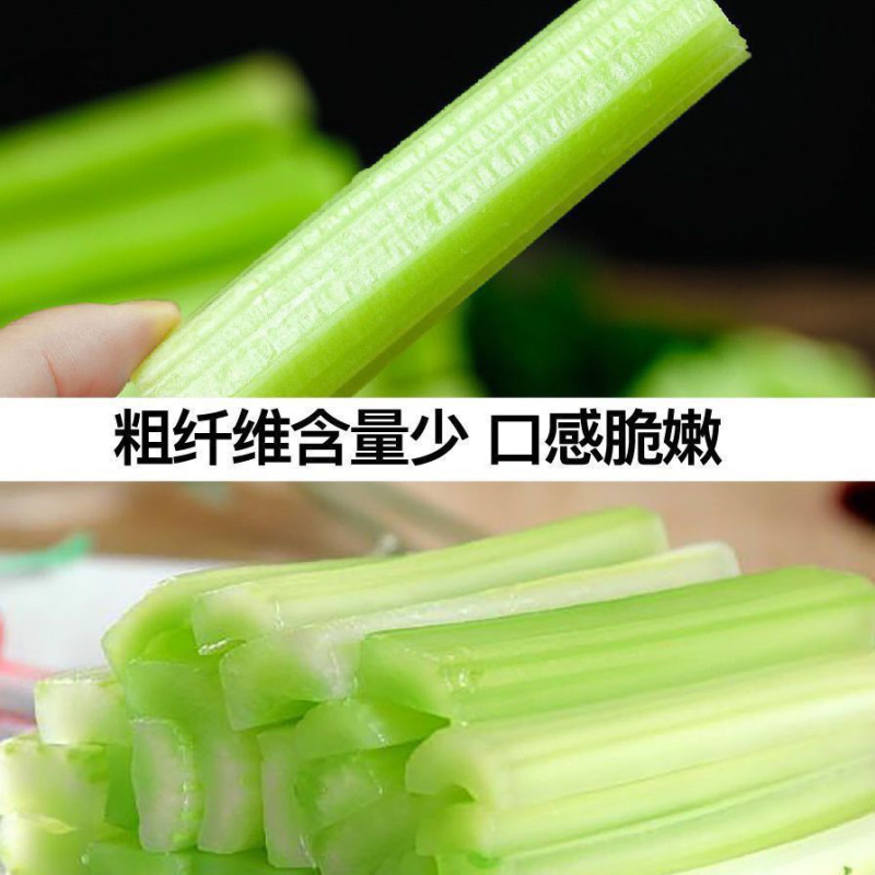 优质皇后大西芹苗批发专业育苗基地直发