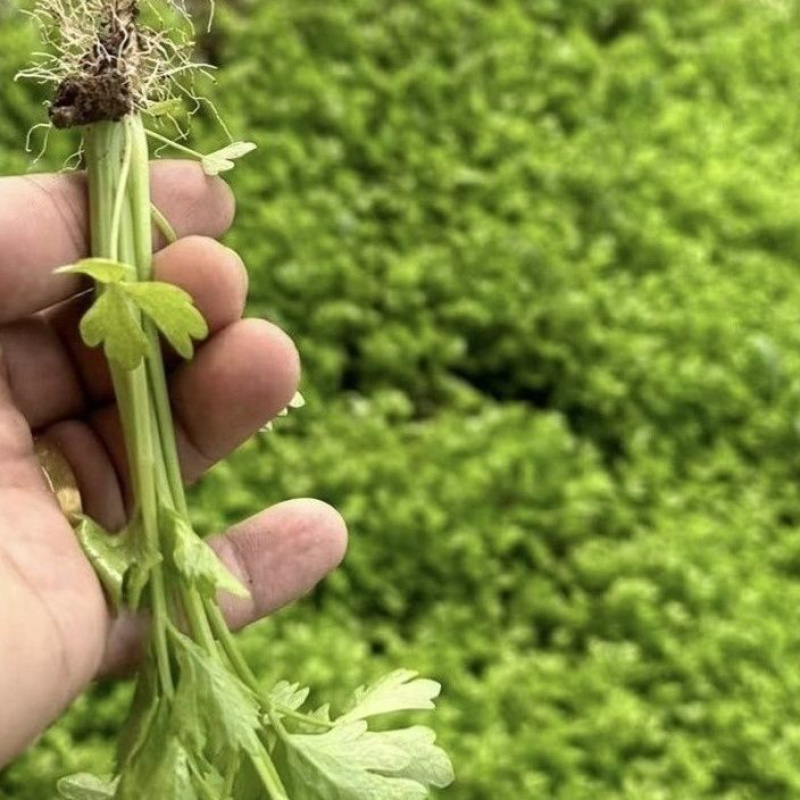 优质皇后大西芹苗批发专业育苗基地直发