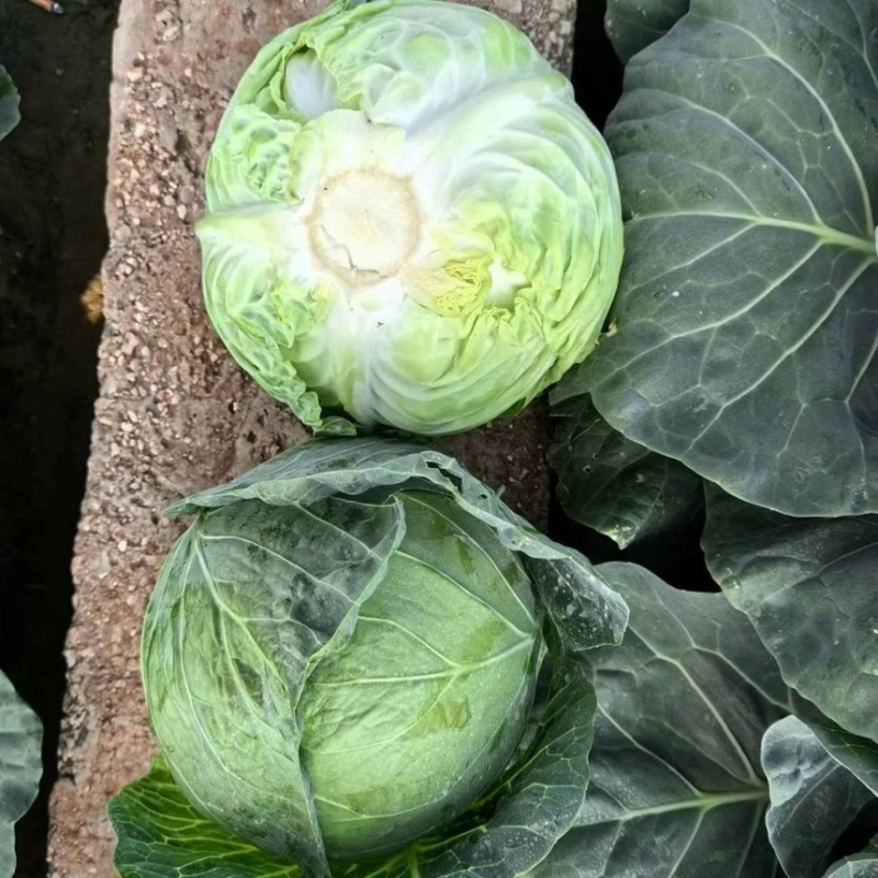优质甘蓝苗专业育苗基地直发