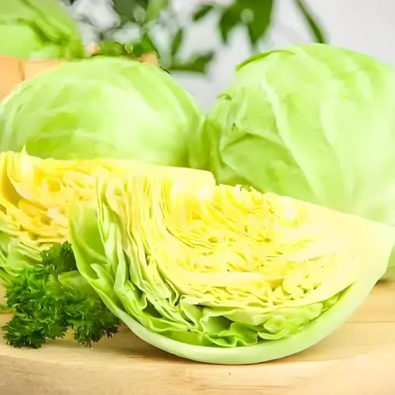 优质甘蓝苗专业育苗基地直发