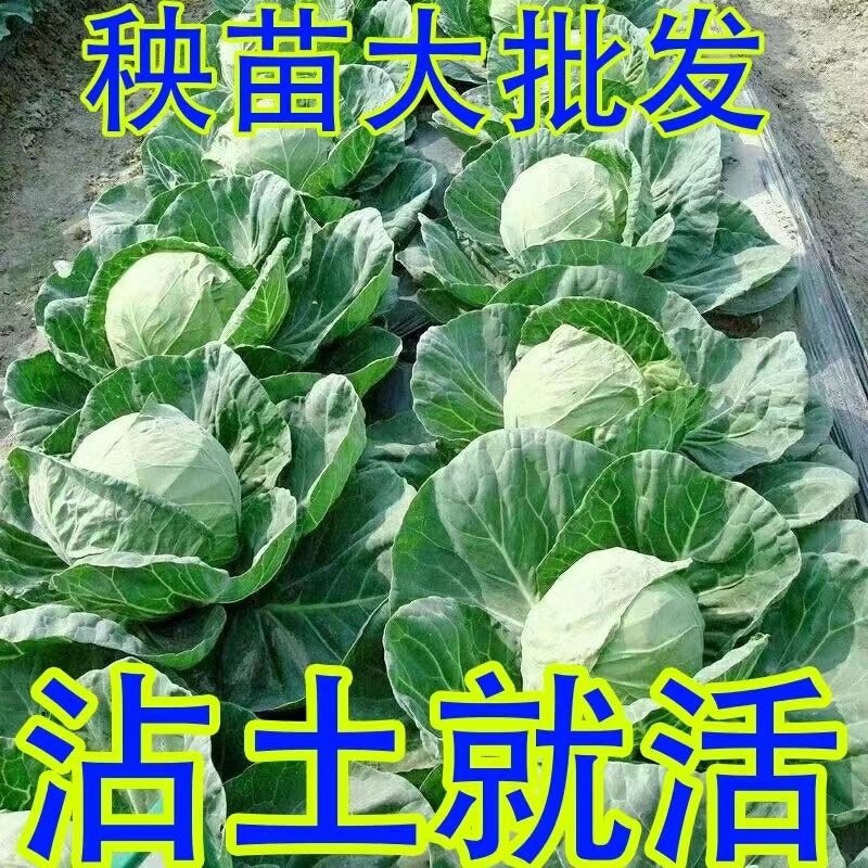优质甘蓝苗专业育苗基地直发