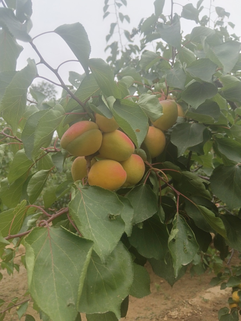 串枝红杏