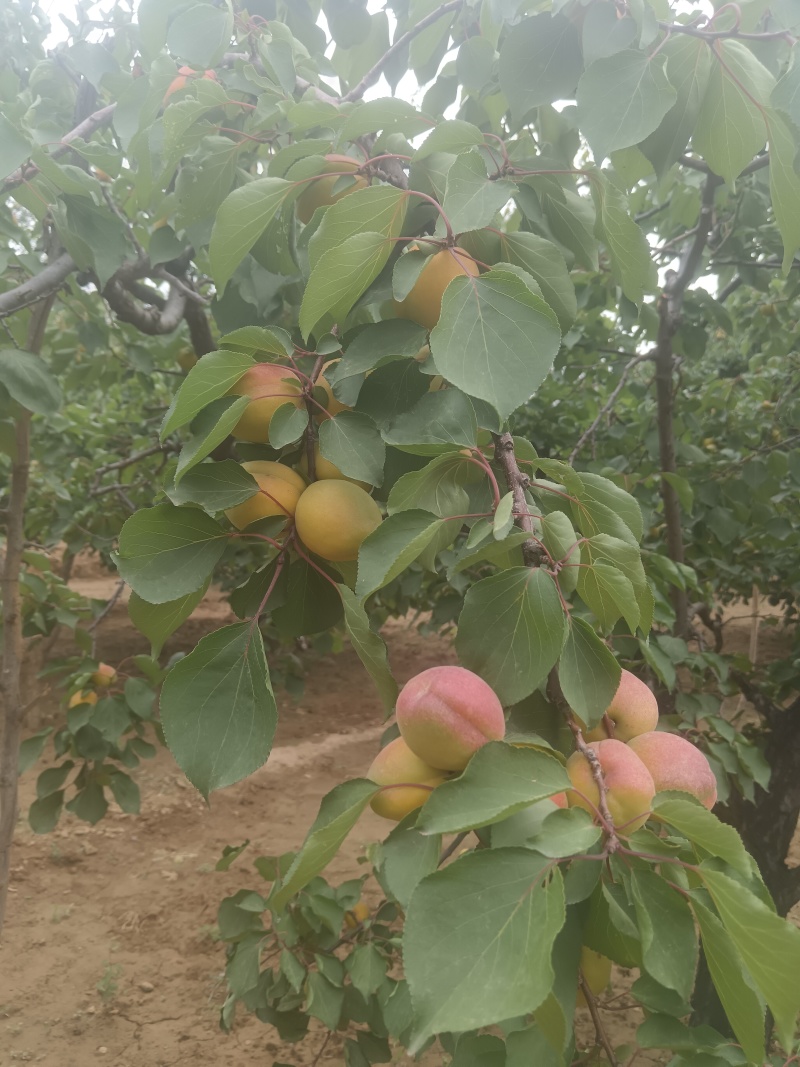 串枝红杏