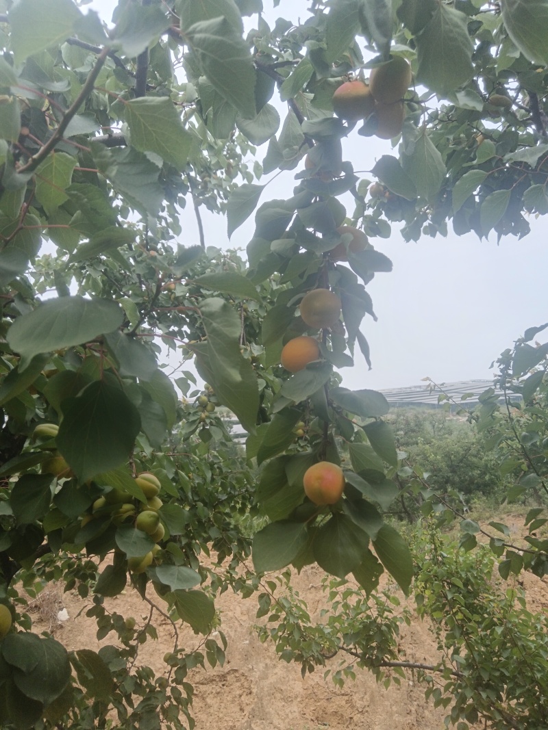 串枝红杏